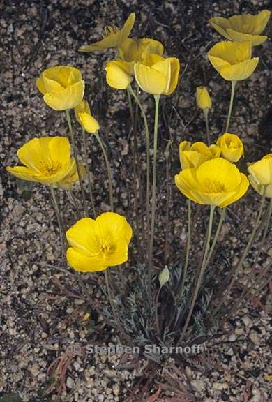 eschscholzia lobbii 1 graphic